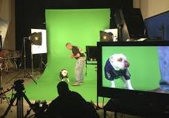 dog shooting with green screen